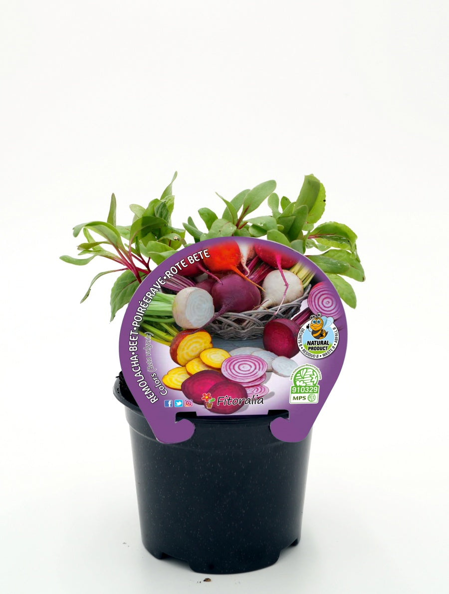 Plantón Remolacha De Colores En Maceta 10,5 Cm. - Fitoralia