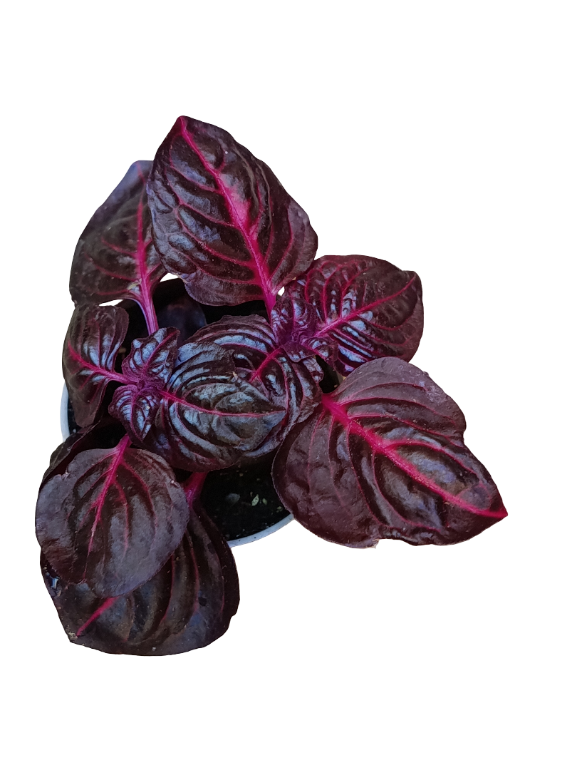 Mini Planta Iresine Bloodleaf Para Interior Y Terrarios Ø6_0