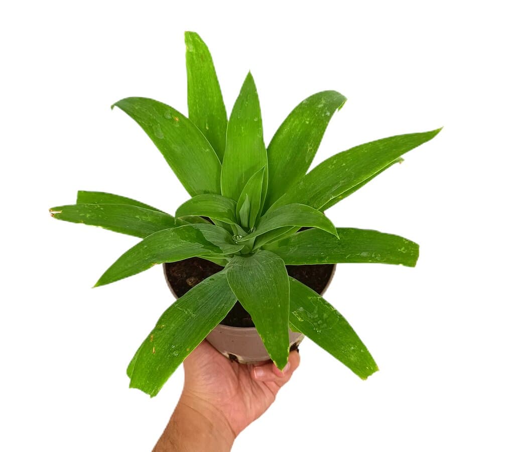 Agave Attenuata M14_0