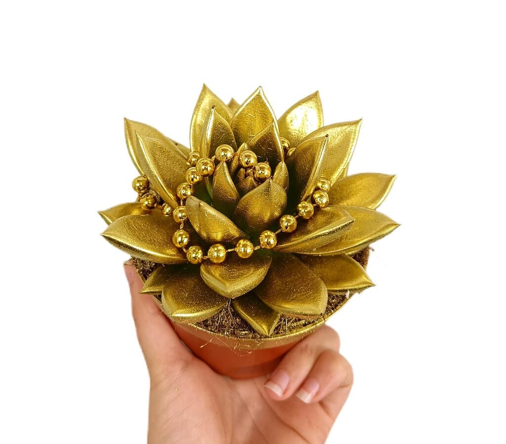 Echeveria Perla Gold M10_0