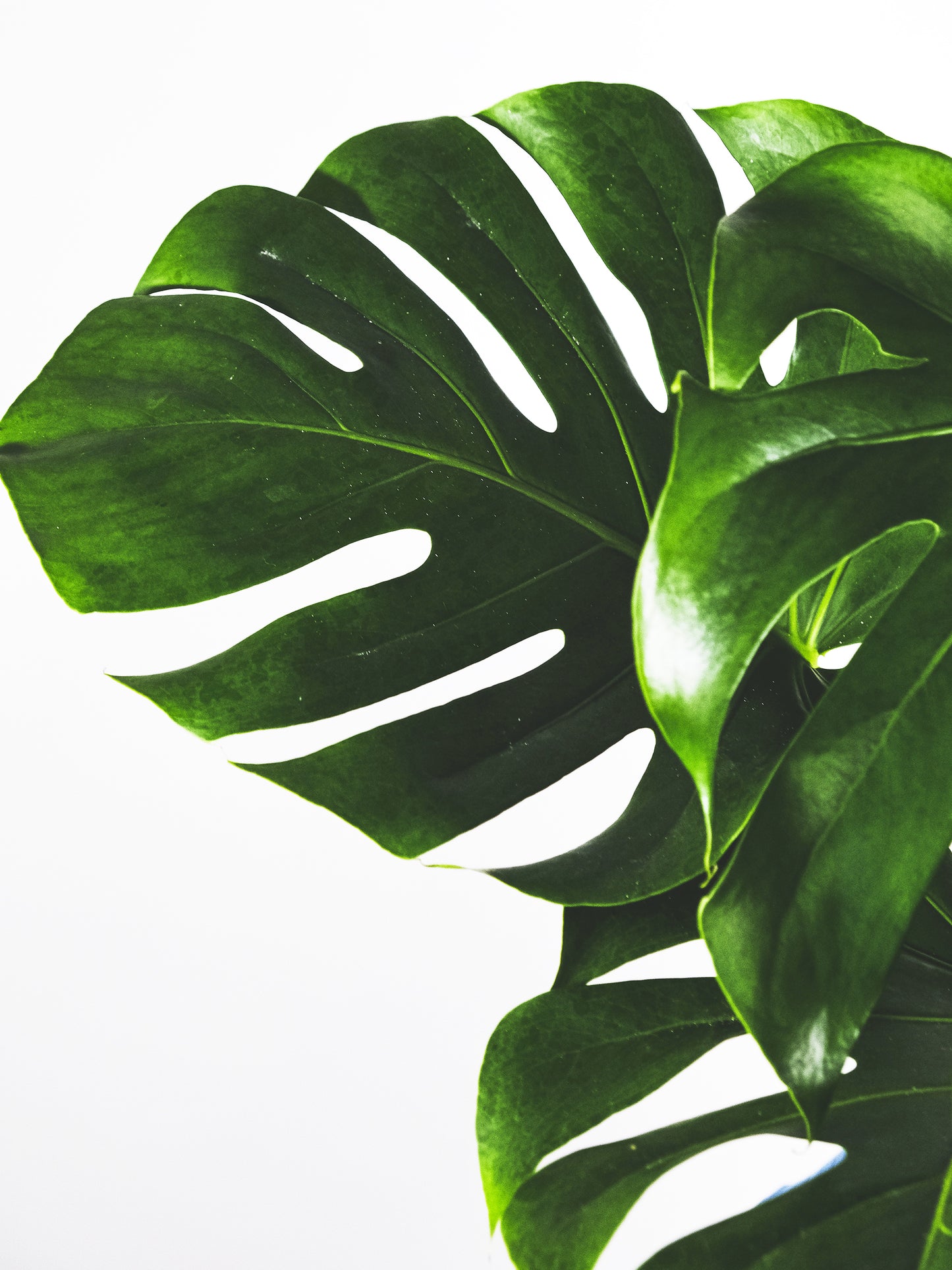 Monstera Deliciosa | Altura 70cm - Maceta 17cm