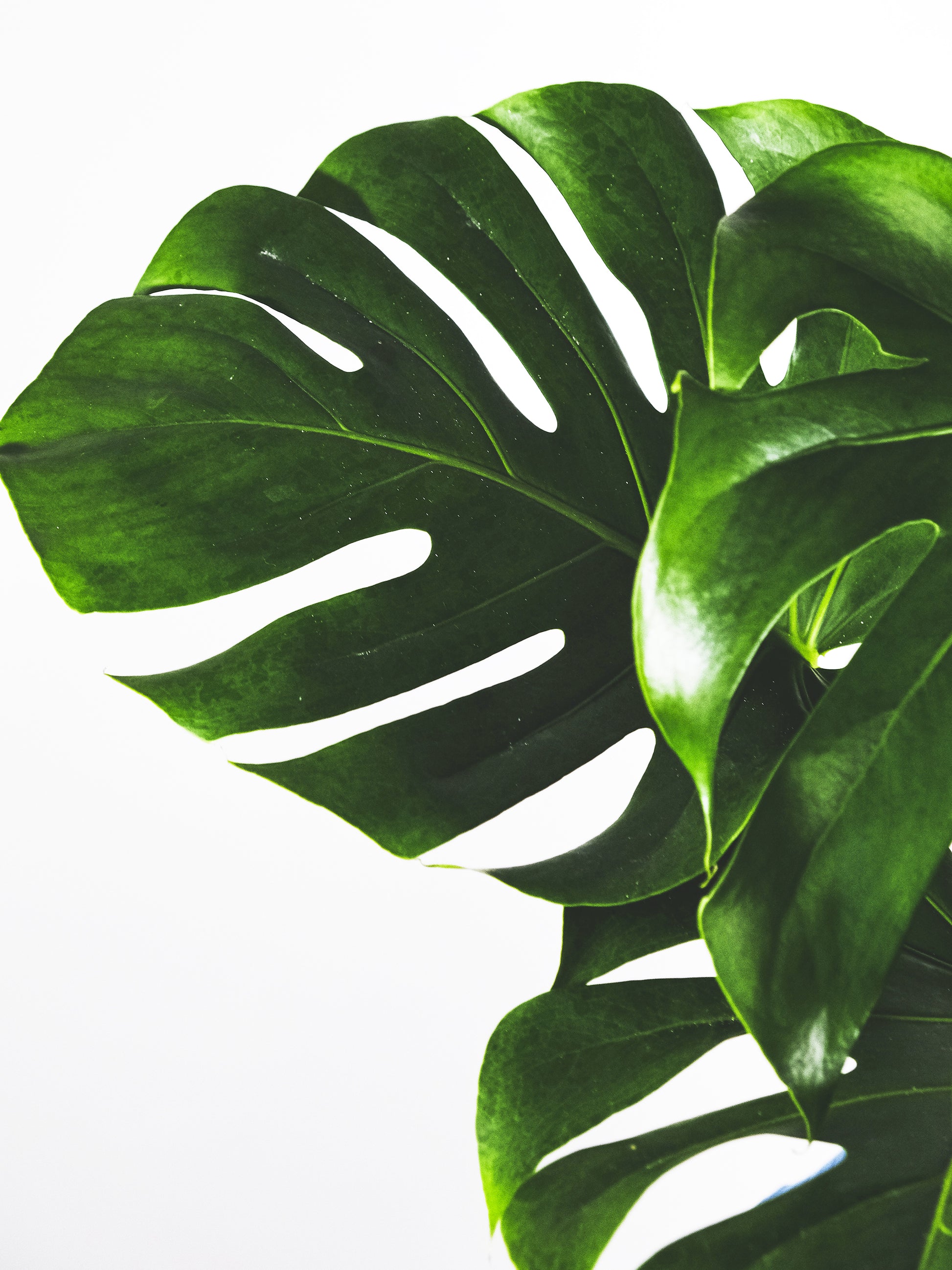 Monstera Deliciosa | Altura 70cm - Maceta 17cm