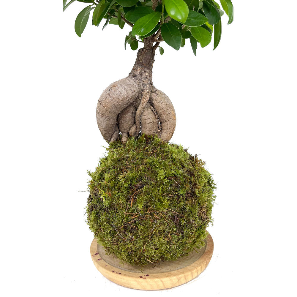 Kokedama Ficus Ginseng 50cm