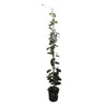 Stephanotis Floribunda M21 130-150cm