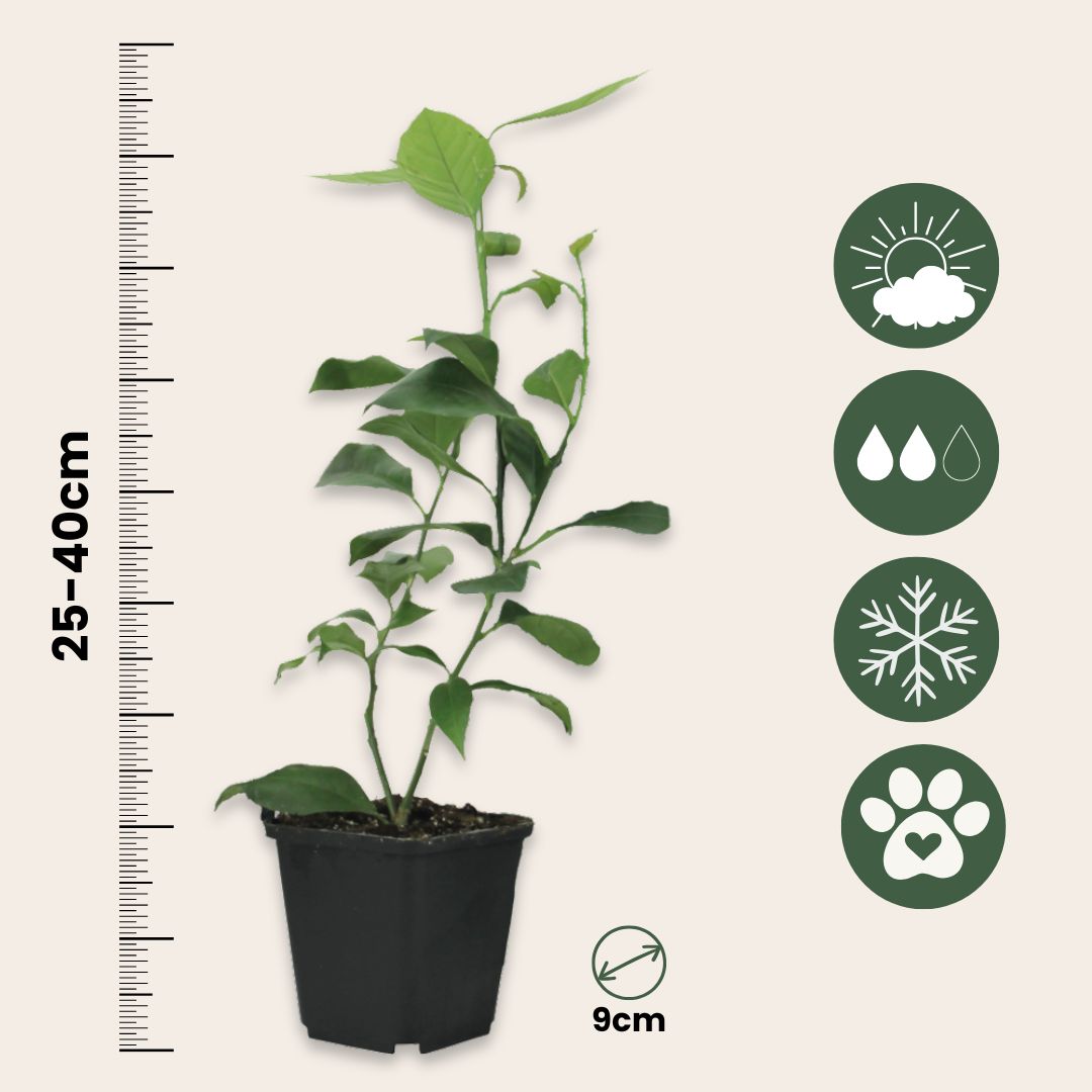 Limonia Aurantifolia - 3 Pzs - Citrus Aurantifolia - Altura 25-40cm - ⌀9cm