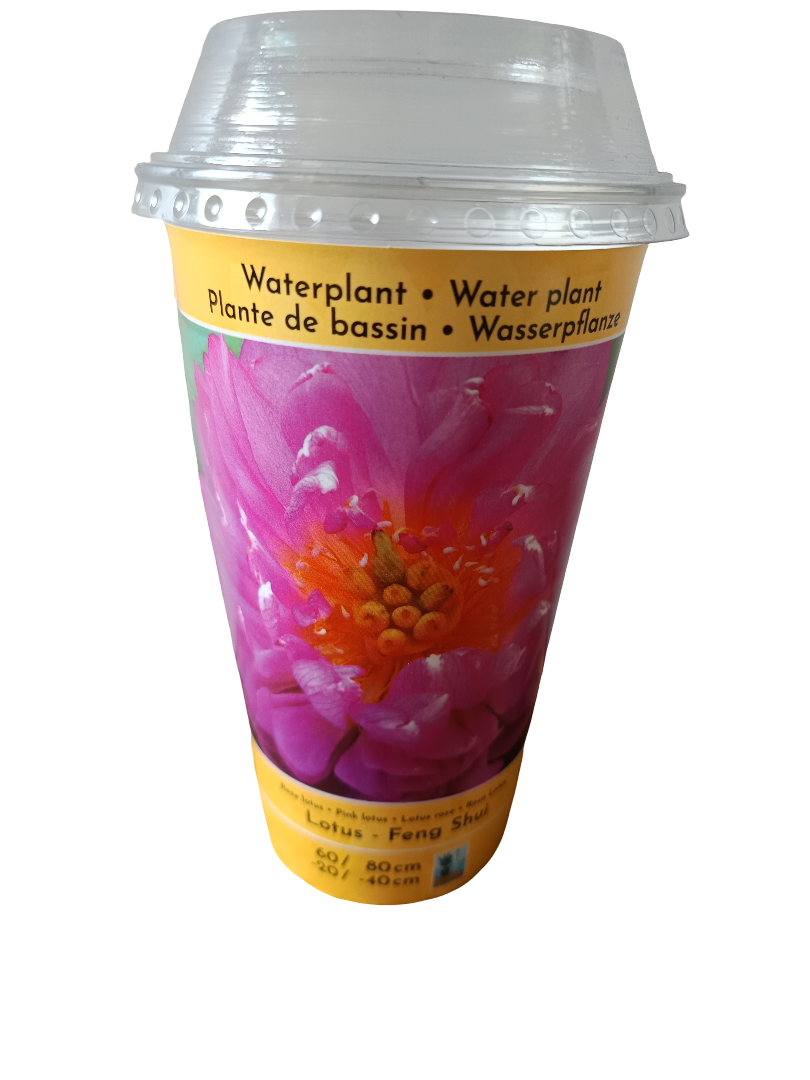 Loto Variedad Feng Shui Planta Acuatica Semilla Para Plantar