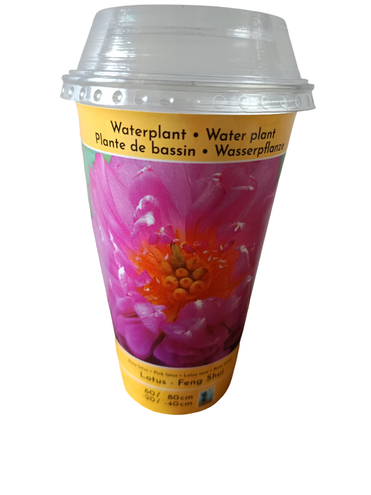 Loto Variedad Feng Shui Planta Acuatica Semilla Para Plantar