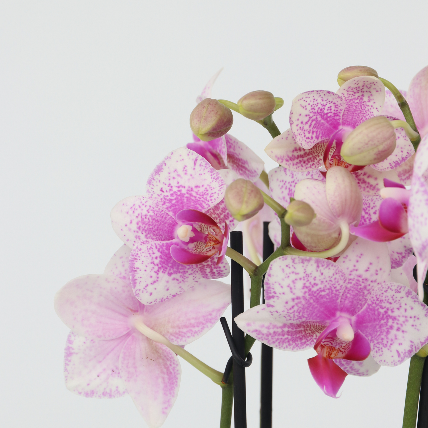 Orqídea Phalaenopsis - Phalaenopsis Multiflora - Altura 35-45cm - ⌀12cm