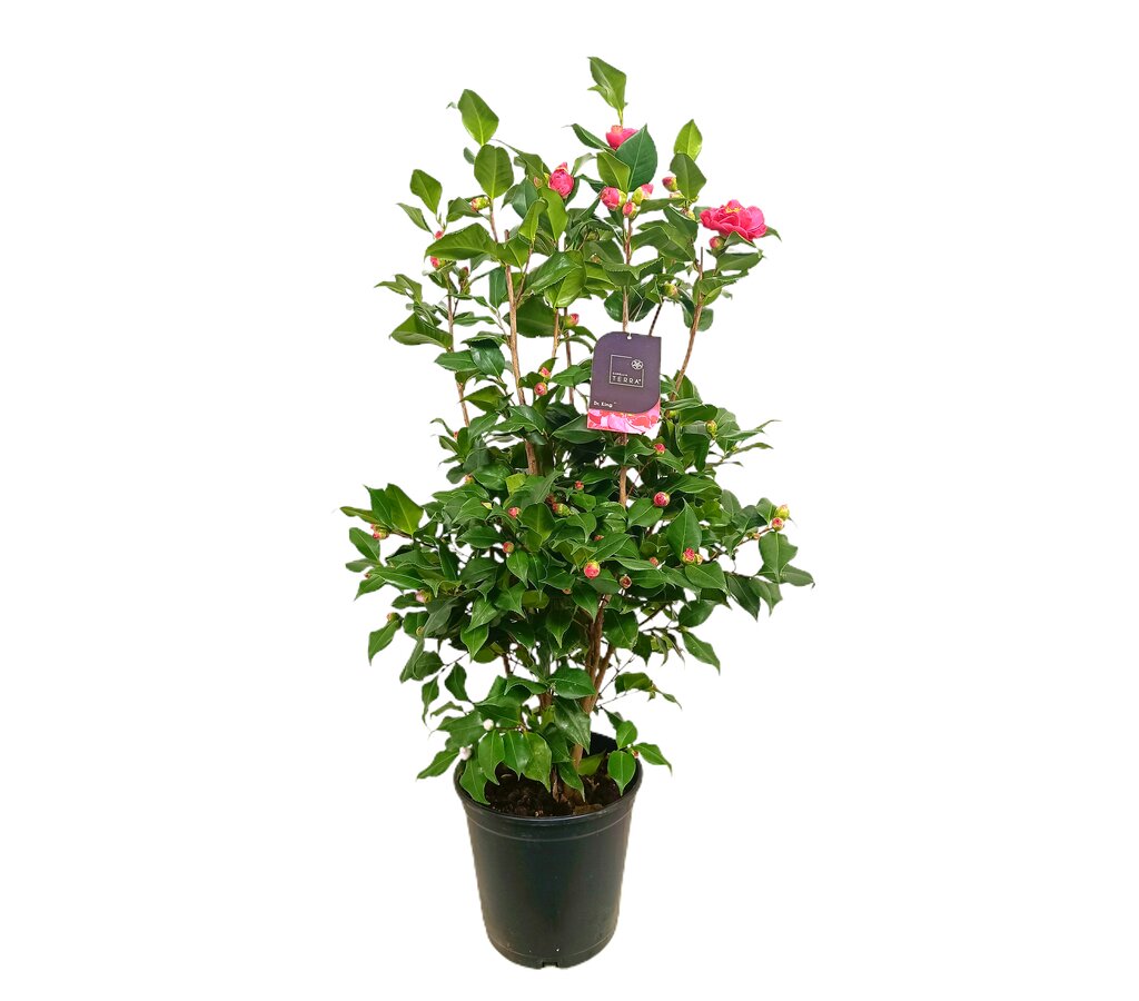 Camelia 10l 90-110cm_0