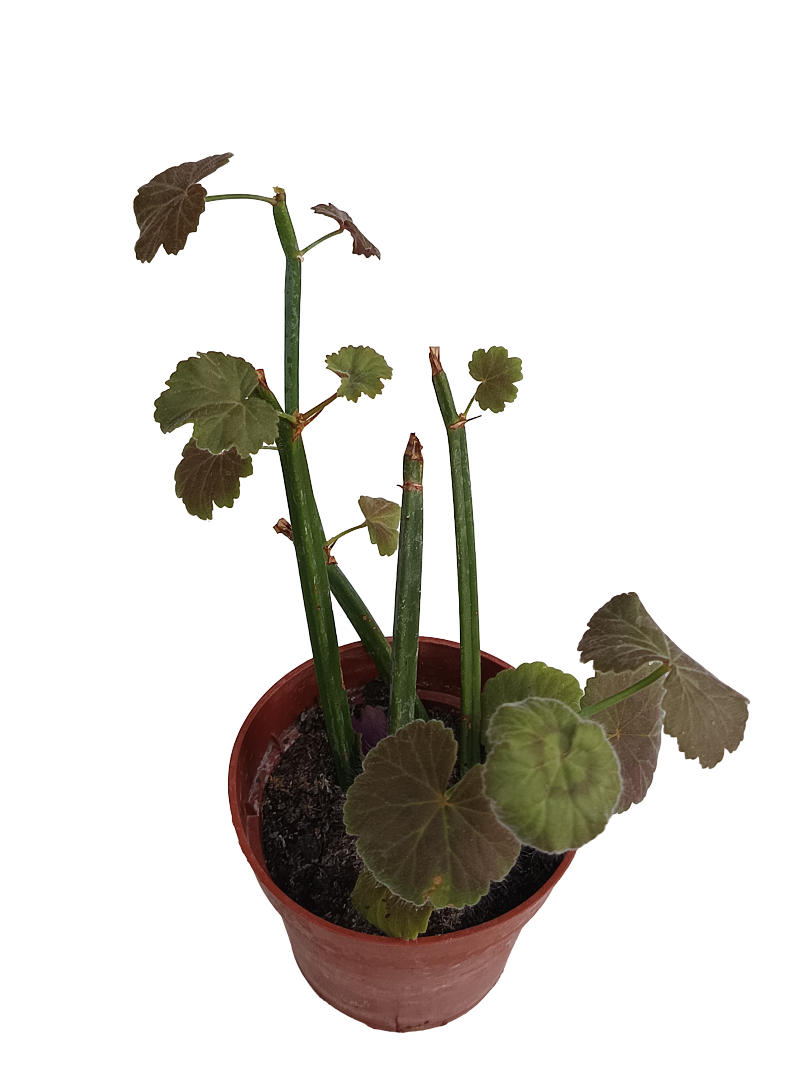Pelargonium Tetragonum Geranio Suculenta Ø8