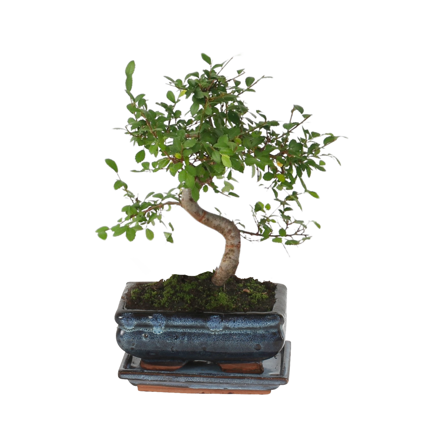 Zelcova Del Japón - Zelkova Serrata - Altura 20-30cm - ⌀20cm