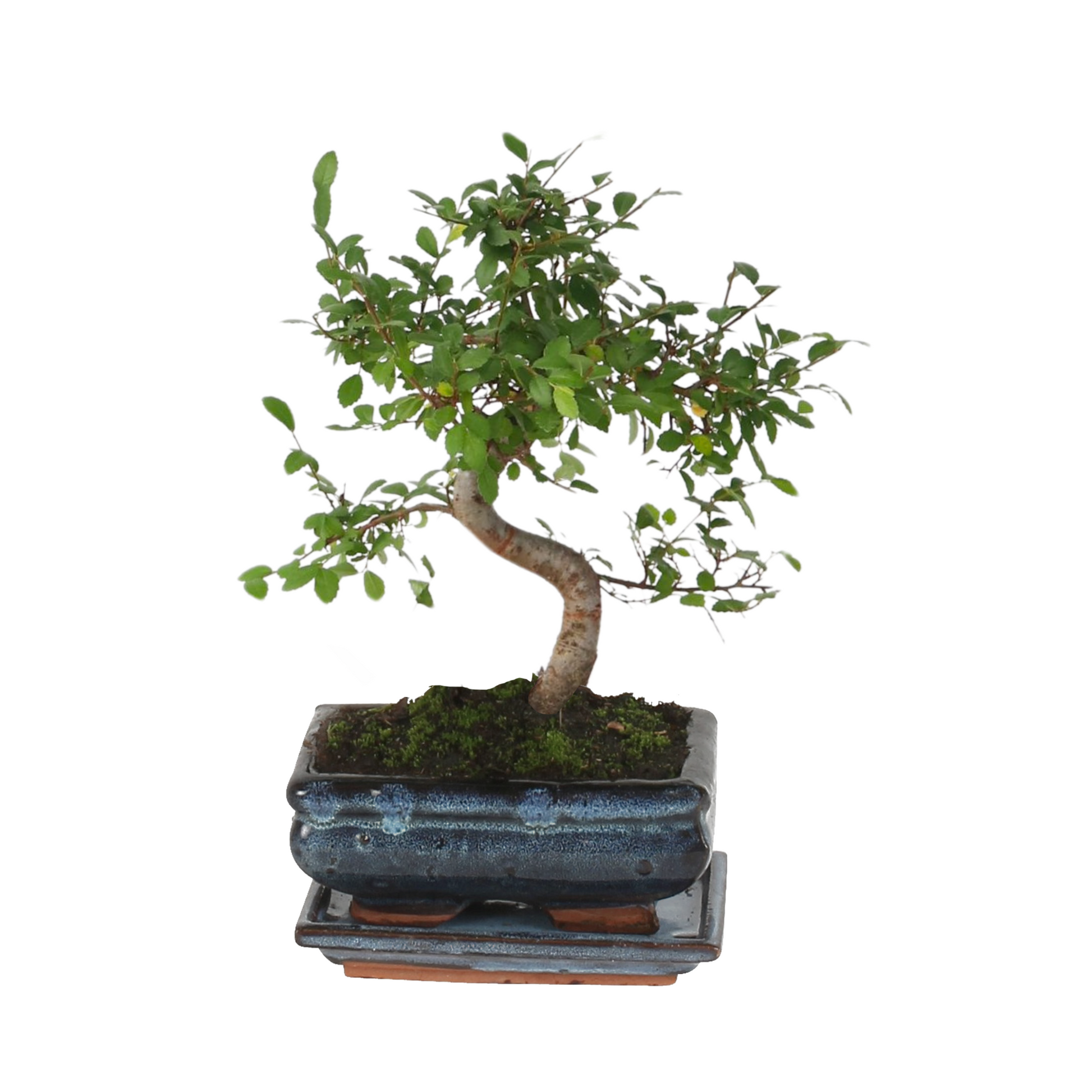 Zelcova Del Japón - Zelkova Serrata - Altura 20-30cm - ⌀20cm