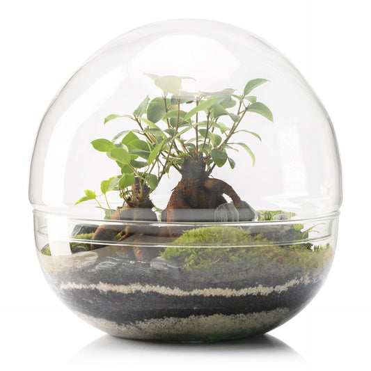 Terrario Borneo Terra Ficus Retusa Ø28 x 28 cm