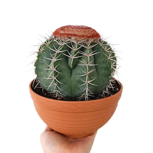 Melocactus Inconcinnus M17