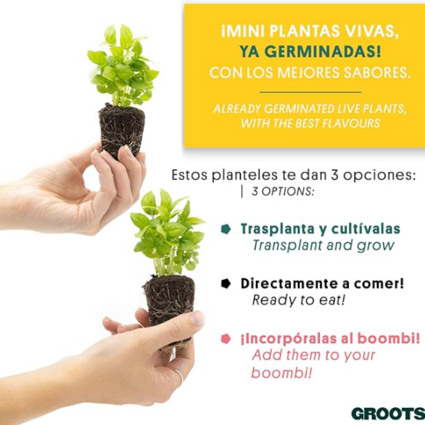 Set 4 Planteles De Albahaca