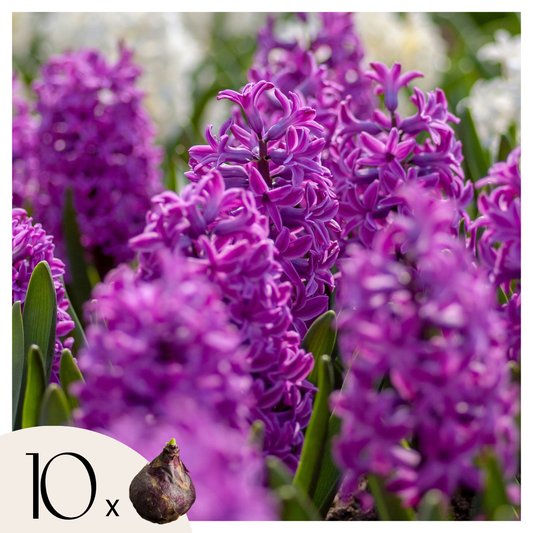 Bulbos De Jacinto - Set De 10 - Hyacinthus 'purple Voice' - Bulbos Florales