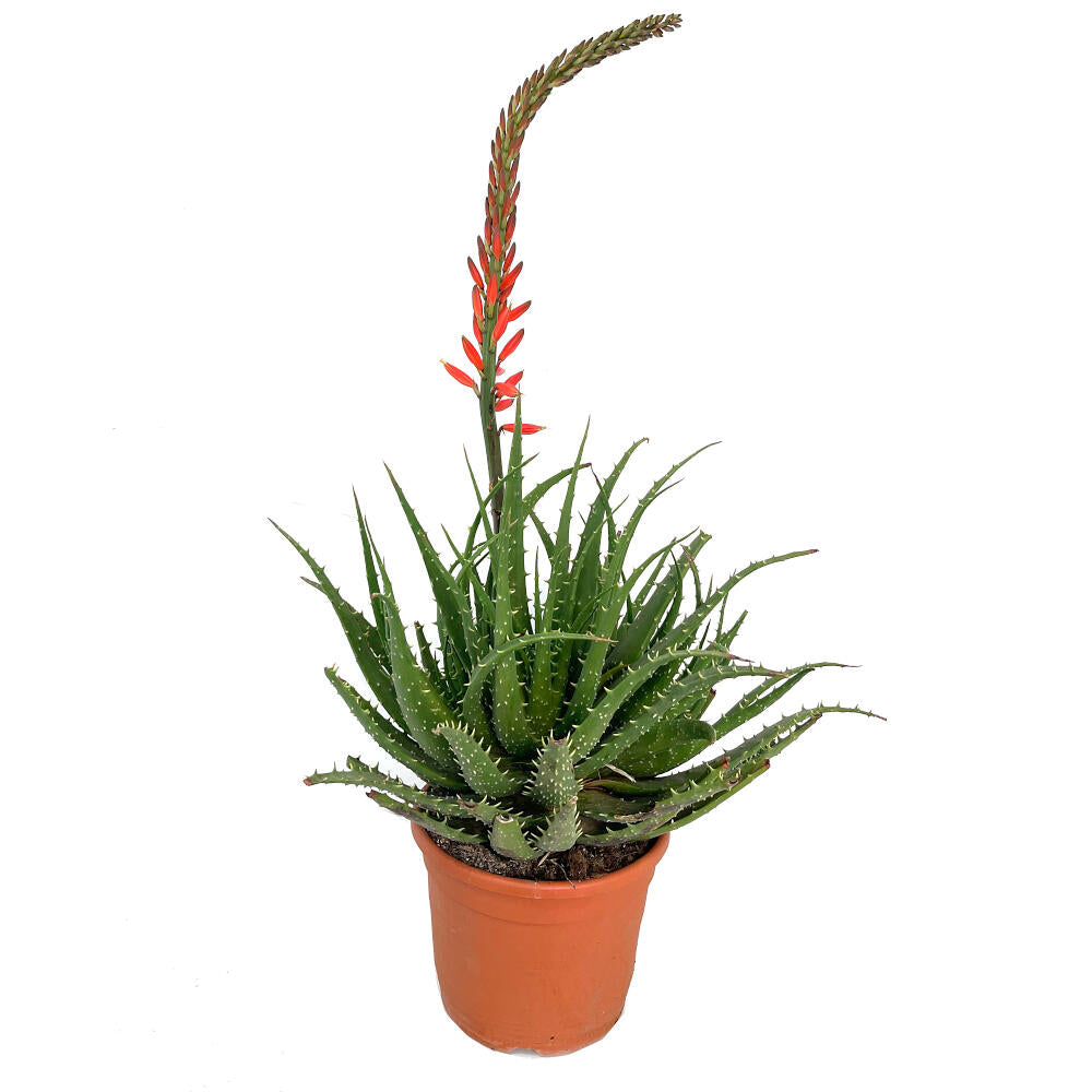 Aloe Spinosissima M24 90cm