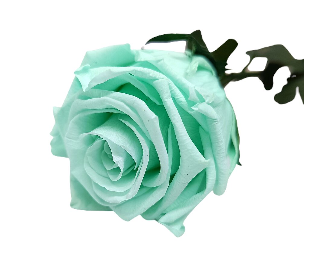 Mundo Eterno Rosa Preservada Verde Menta 35cm