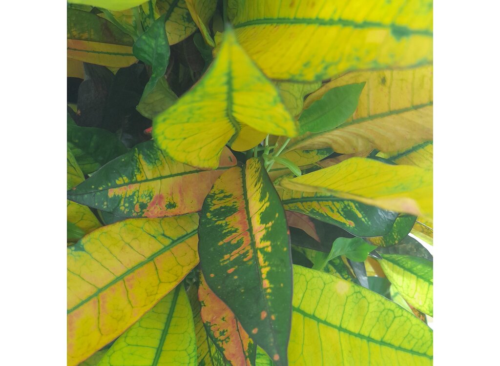 Croton Iceton M30 100-120cm