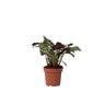 Planta De Oración - Ctenanthe 'amagris' - Altura 20-30cm - ⌀12cm
