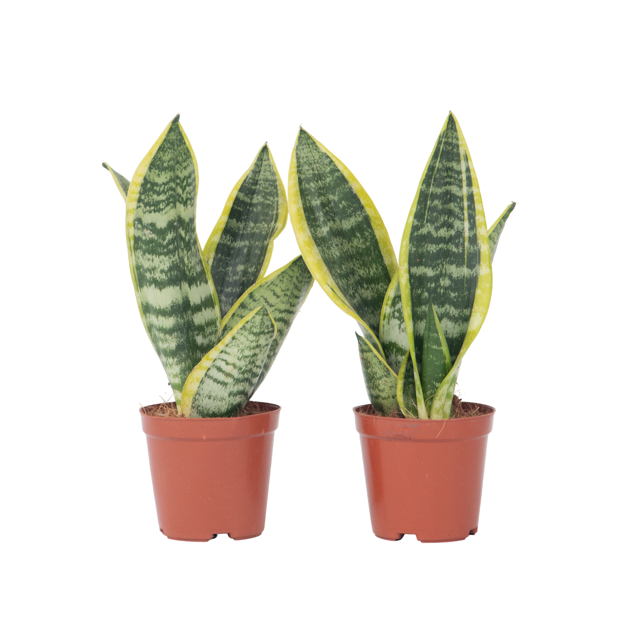 Lengua De Suegra - 2 Pzs - Sansevieria 'futura' - Altura 35-40cm - ⌀12cm