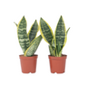 Lengua De Suegra - 2 Pzs - Sansevieria 'futura' - Altura 35-40cm - ⌀12cm