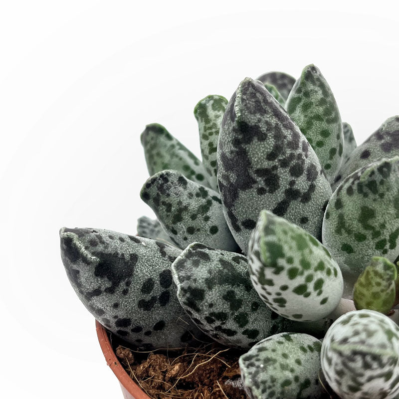 Adromischus Cooperi Var. Festivus Cactus Y Suculentas M8,5 cm Ø_2