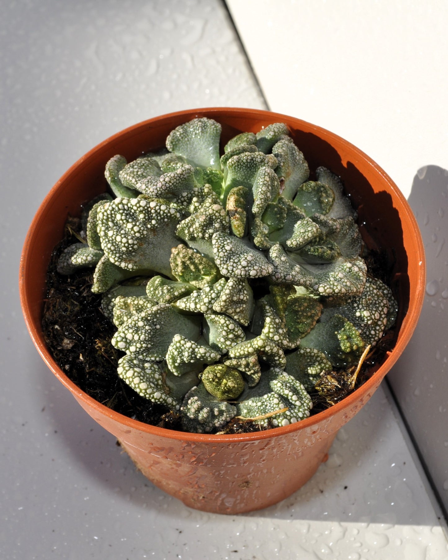 Titanopsis Calcarea M8.5; Hoja De Cemento, Planta Piedra; Curiosarium; Diámetro Maceta 8,5 Cm_5