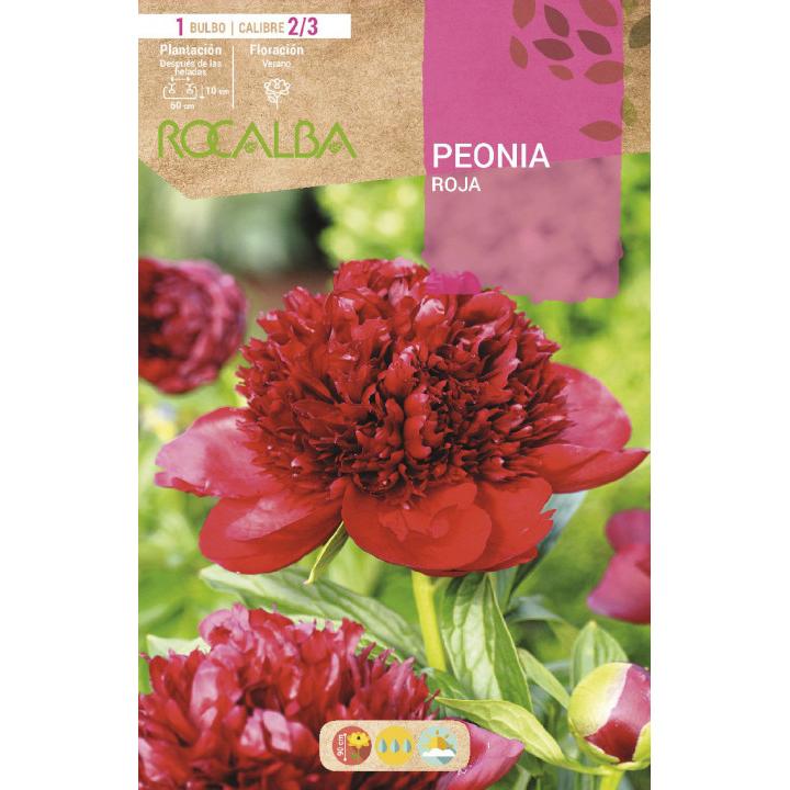 Bulbo Peonia roja 1 ud