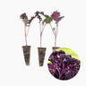 Plantón Col Kale Morada - PlantaBo