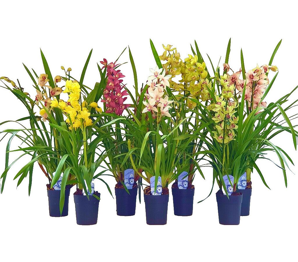 Cymbidium Variado M14 (1 unidad)