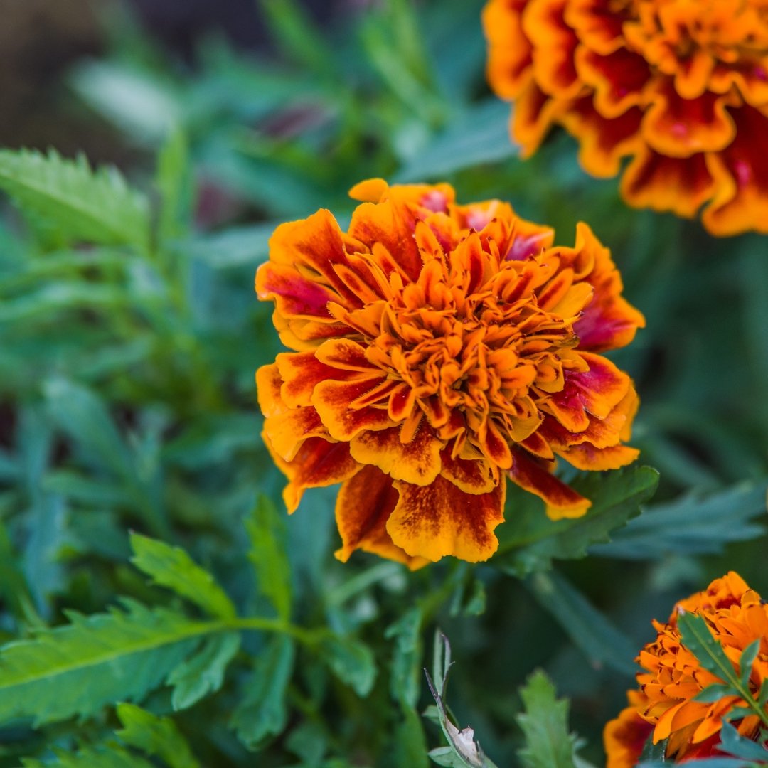 Semillas Tagetes Ecológicas Biodinámicas Demeter - Clavelón De La India_0