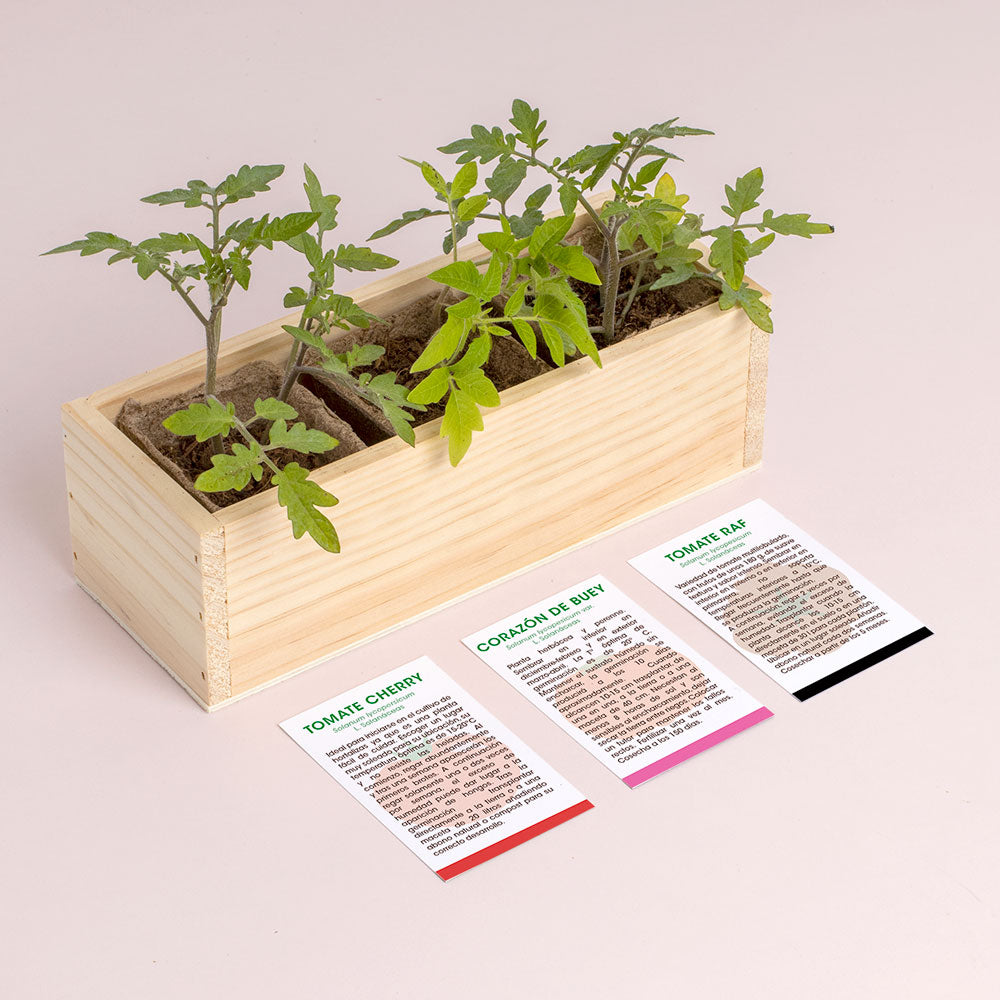 Mini Huerto De Tomates (cherry, Corazón De Buey Y Raf) | Huerto Urbano Fácil | Regalo Original_2