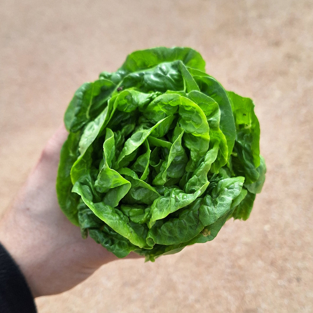 Plantón Lechuga Cogollo 3 Unidades - PlantaBo_1