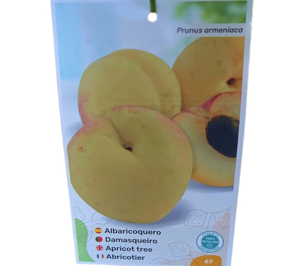 Albaricoquero Moniqui M25 100-120cm