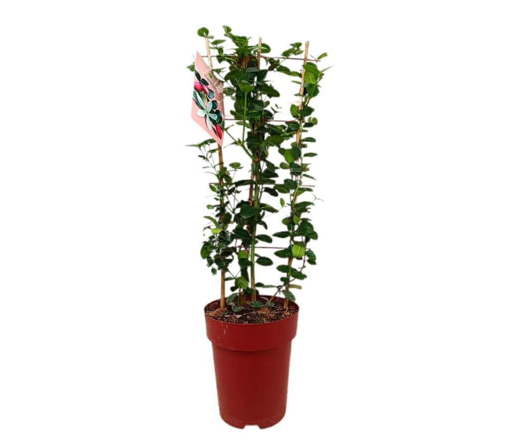 Carissa Macrocarpa M23 70-80cm