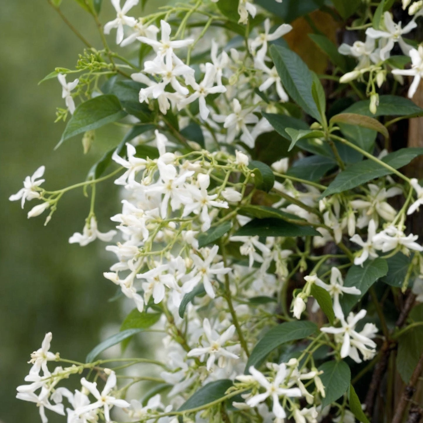 Jazmín Estrellado - 6 Pzs - Trachelospermum Jasminoides - Altura 25-40cm - ⌀9cm