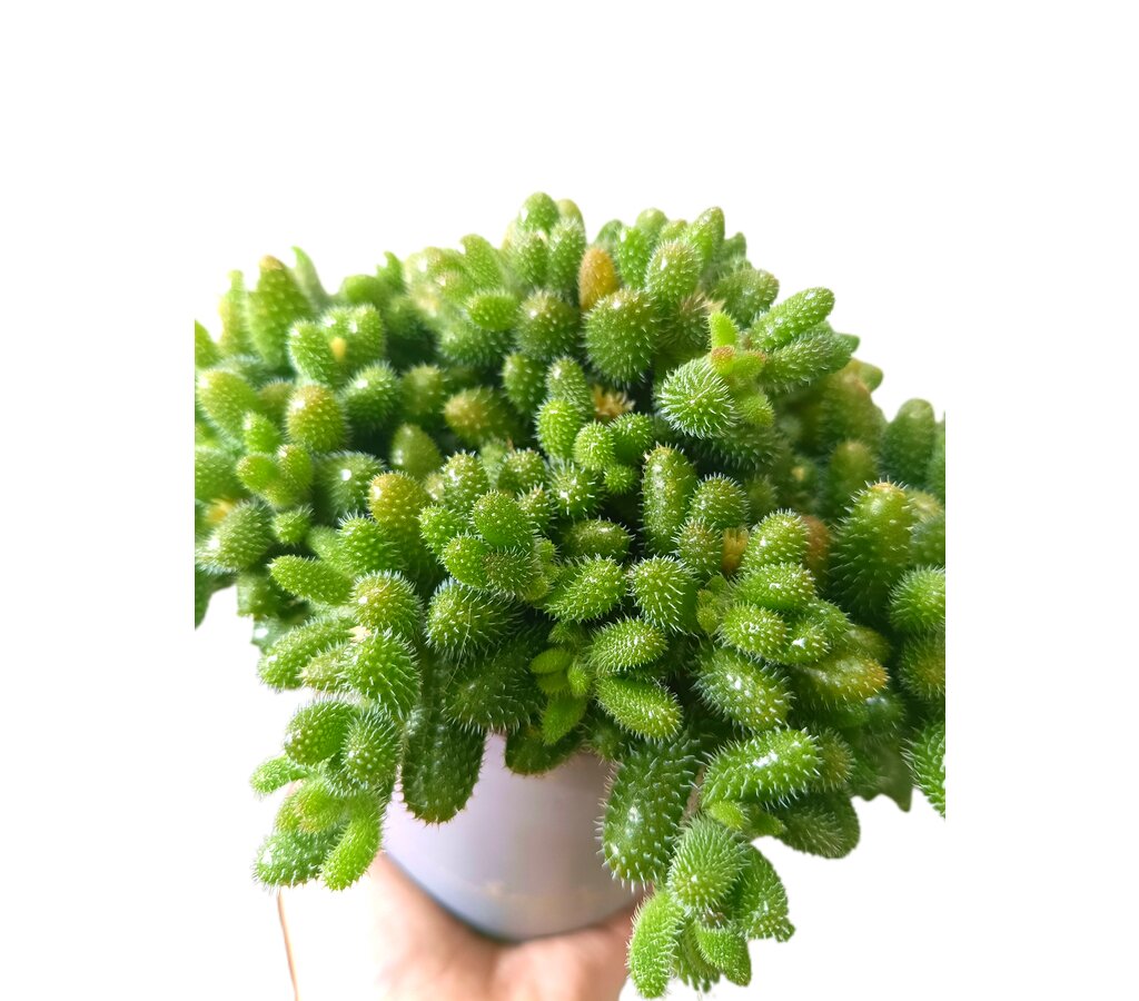 Delosperma Echinatum M12_1