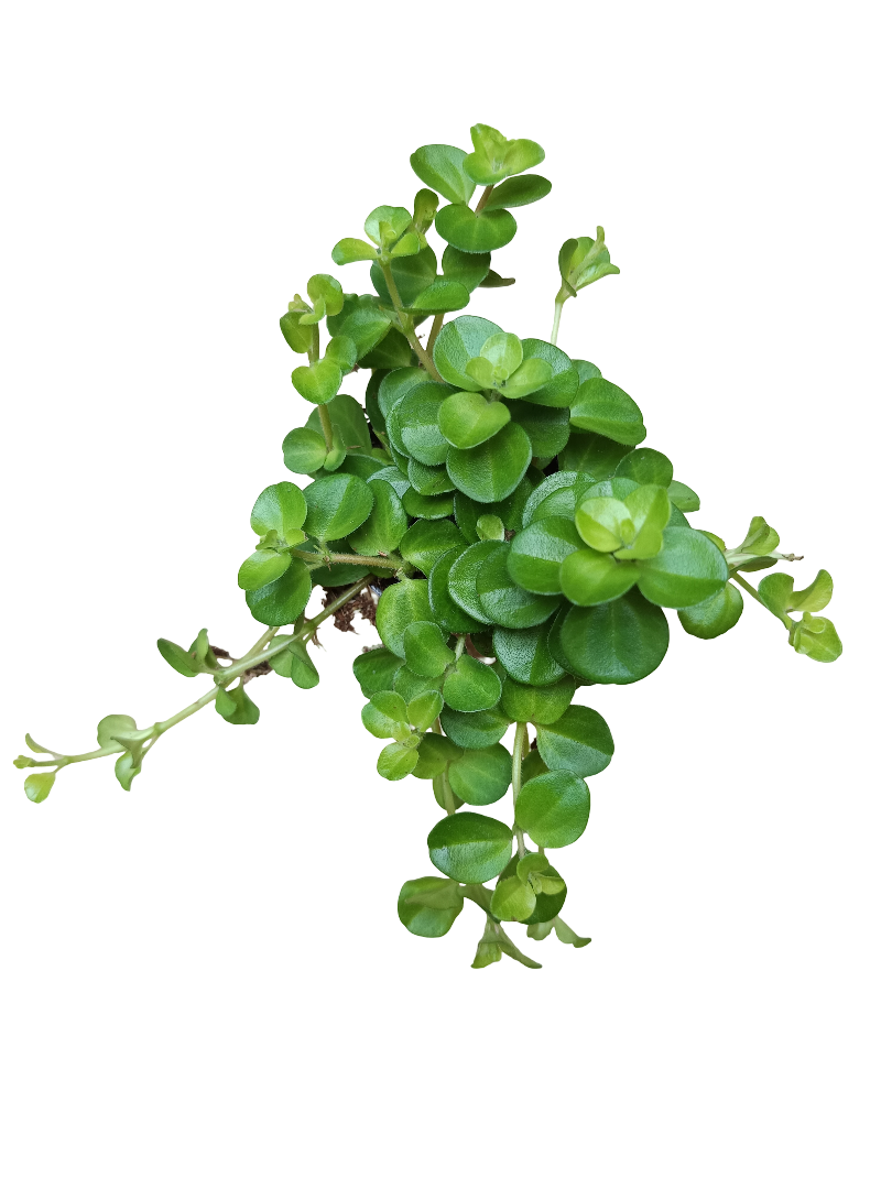 Peperomia Rotundifolia Planta De Interior Colgante Ø5_0