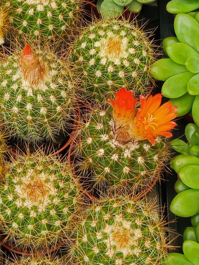 Matucana Intertexta Cactus Flor Planta Suculenta