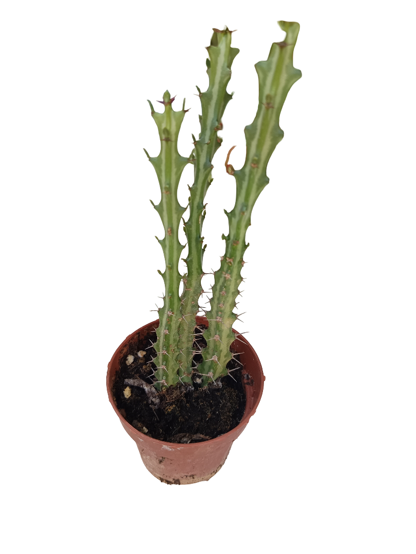 Euphorbia Knutti Planta Suculenta Caudex Planta Con Raiz Ø8