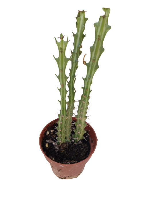 Euphorbia Knutti Planta Suculenta Caudex Planta Con Raiz Ø8