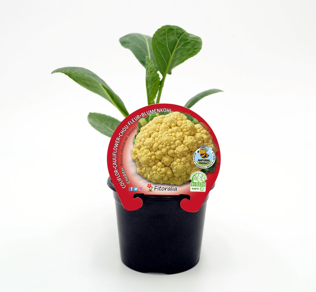 Plantón Coliflor Amarilla Híbrida Cheddar En Maceta 10,5 Cm. Natural- Fitoralia_0