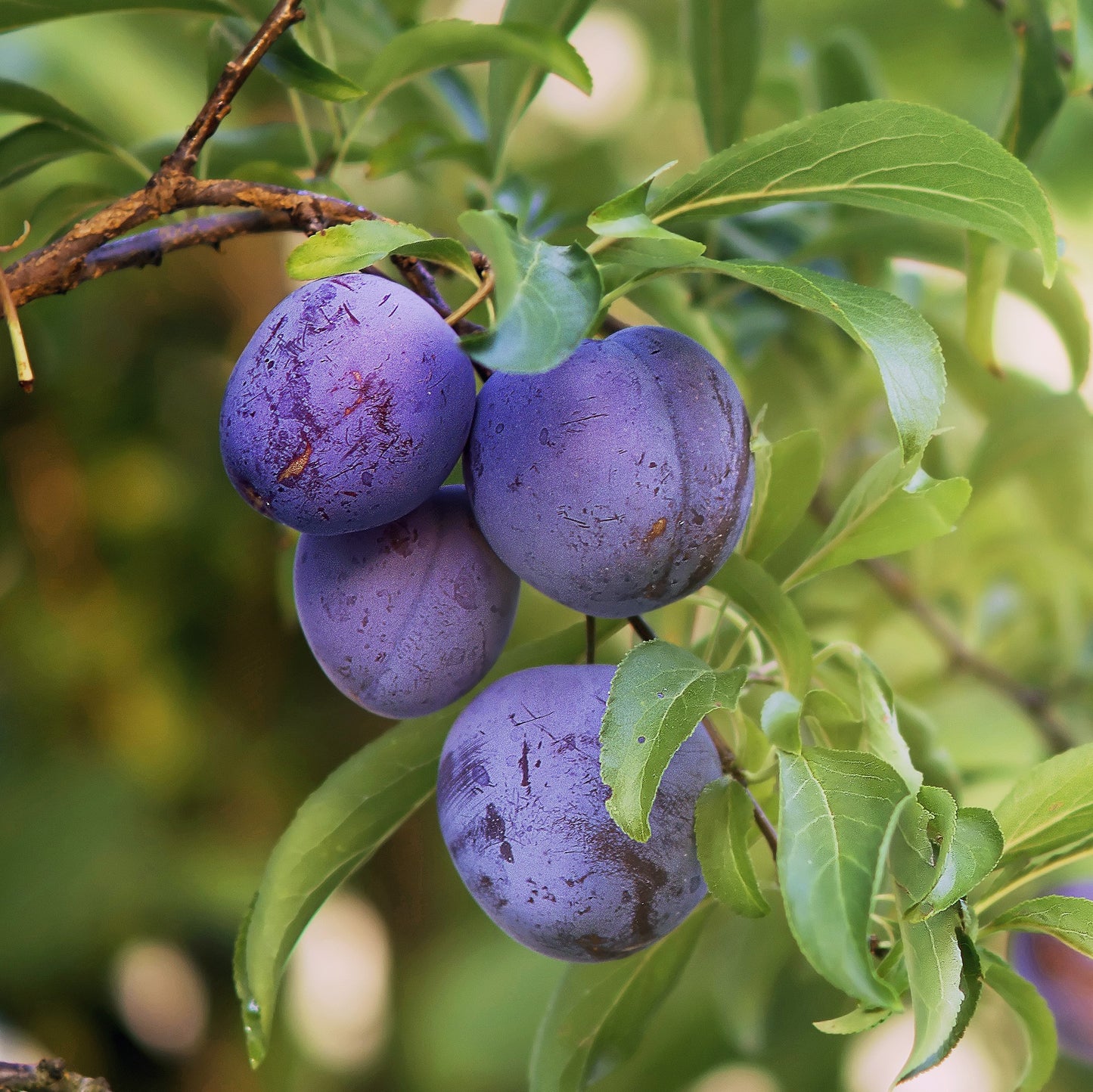 Frutal Ciruelo Friar - Planta Natural - Maceta 26cm. - Altura Aprox. 120/150