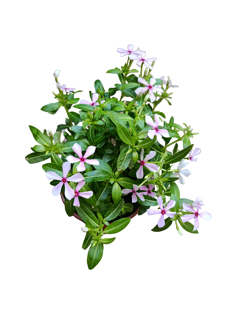 Vinca Soiree Planta De Exterior Con Flor Para Pleno Sol_0