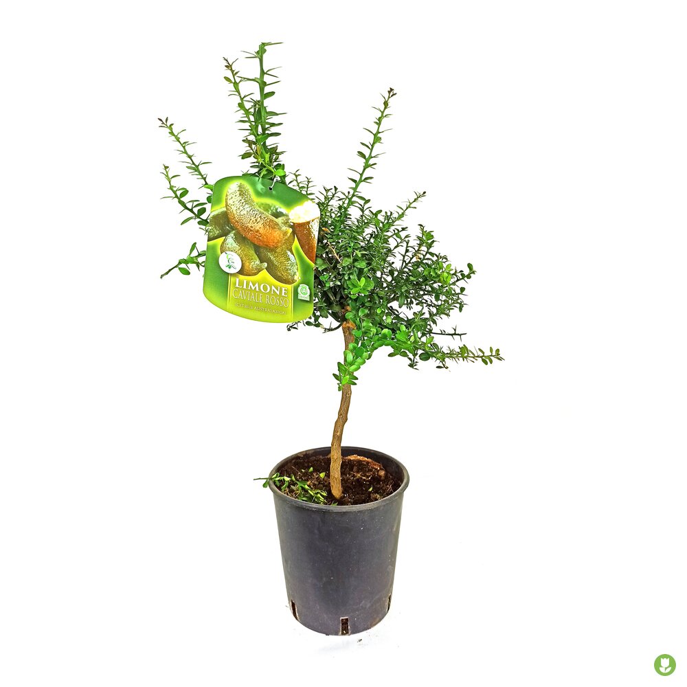 Citrus Caviar Australasica Rosso M21 65cm