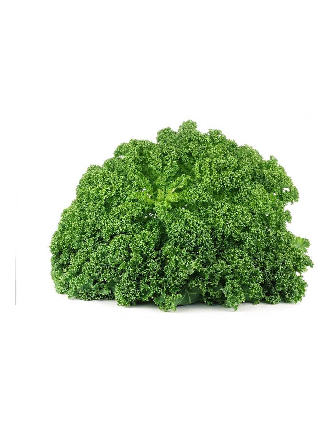 Kale Bio - 3kg_0