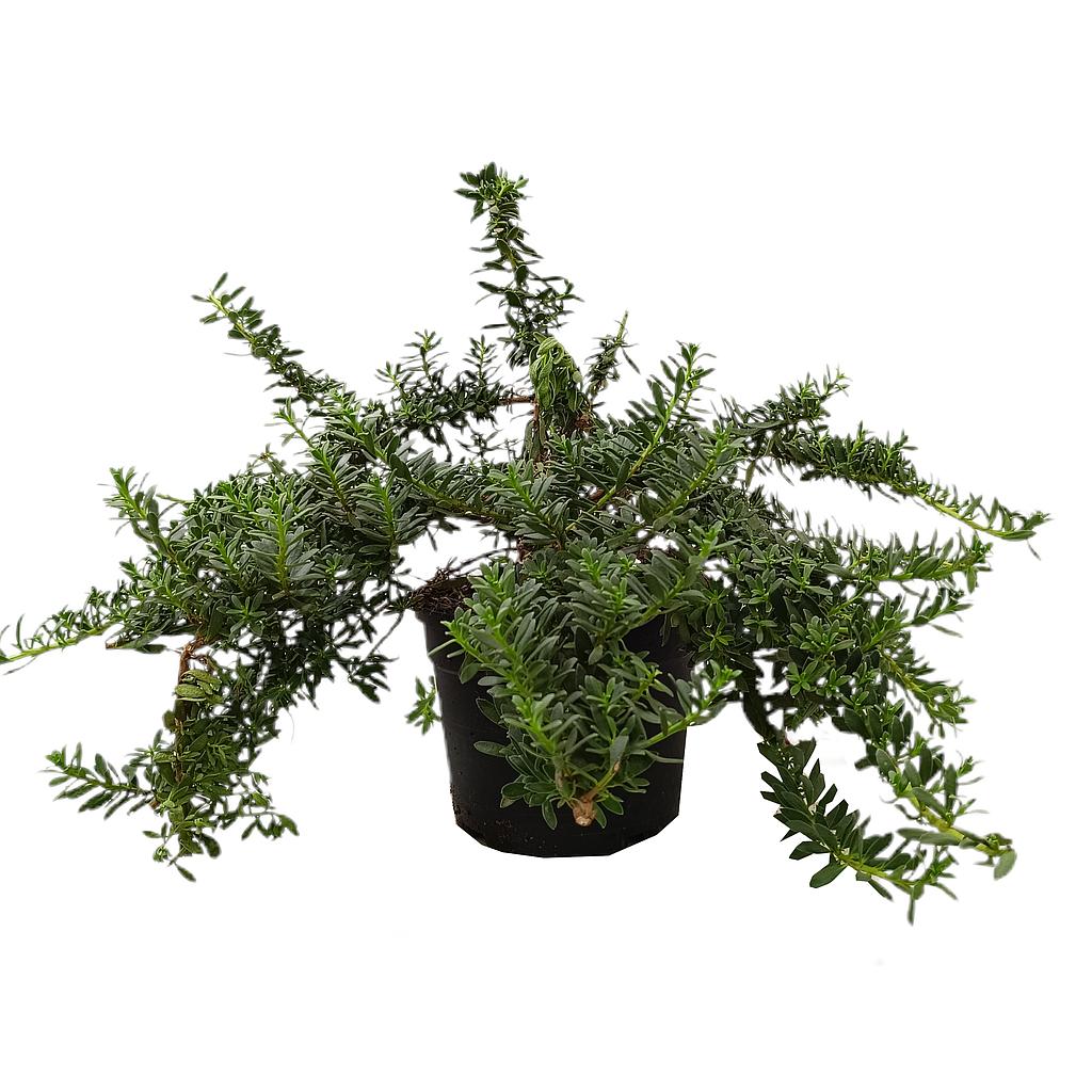 Myoporum Parvifolium M19 40cm_0