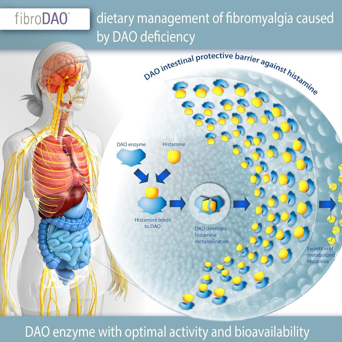 fibroDAO® 60 cápsulas con comprimidos gastrorresistentes
