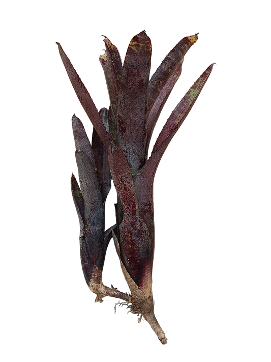 Planta Bromelia Neoregelia Ampullacea Purpurea Ideal Terrario